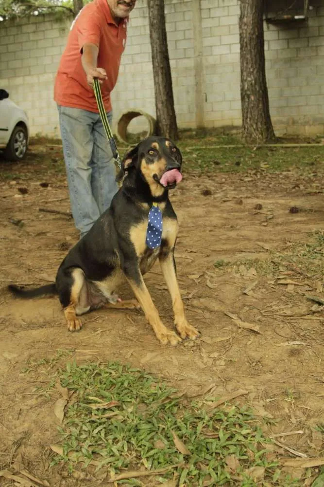 Cachorro ra a SRD idade 3 anos nome REX, menino mais li
