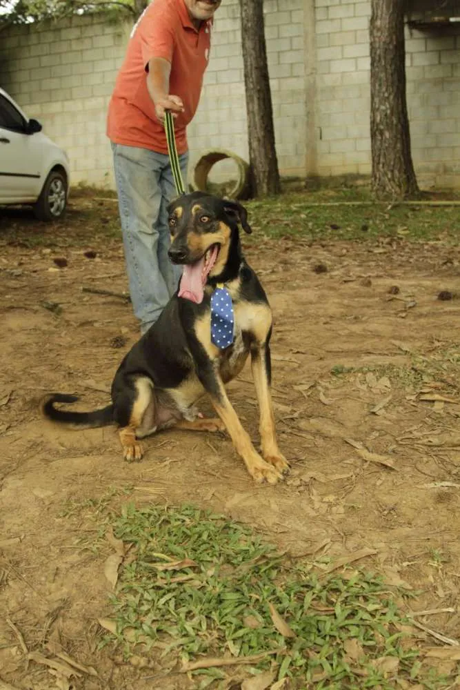Cachorro ra a SRD idade 3 anos nome REX, menino mais li
