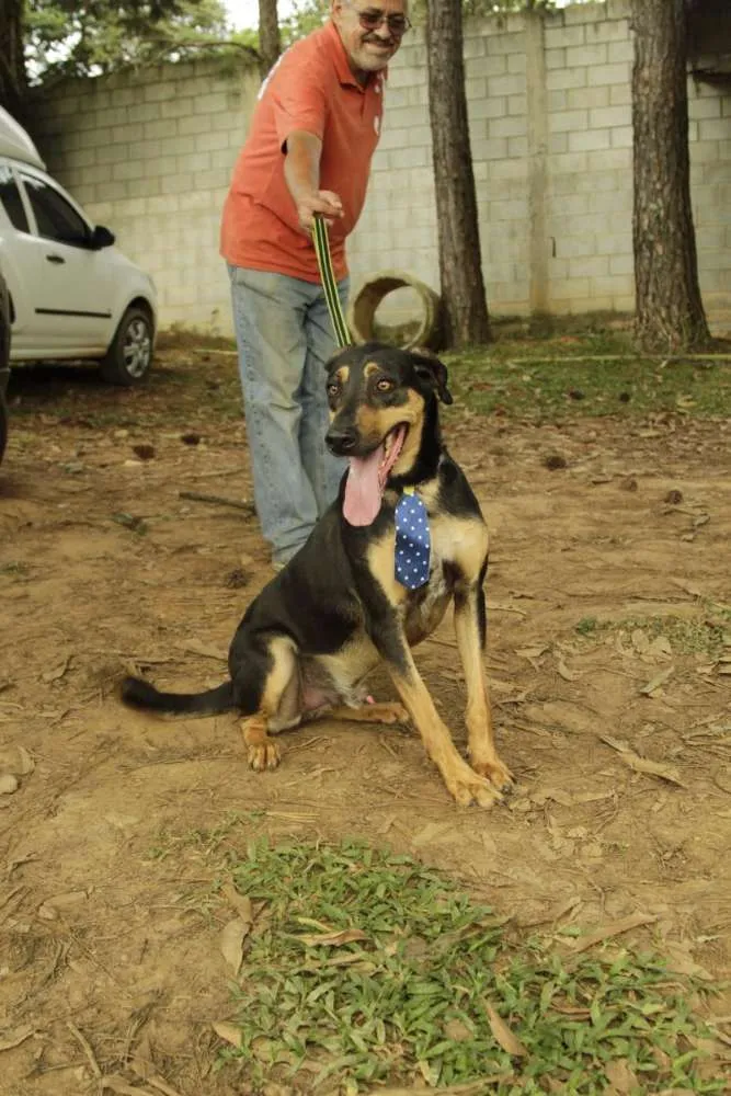 Cachorro ra a SRD idade 3 anos nome REX, menino mais li