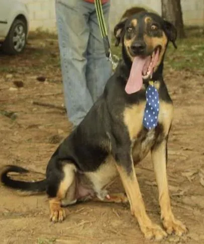 Cachorro ra a SRD idade 3 anos nome REX, menino mais li