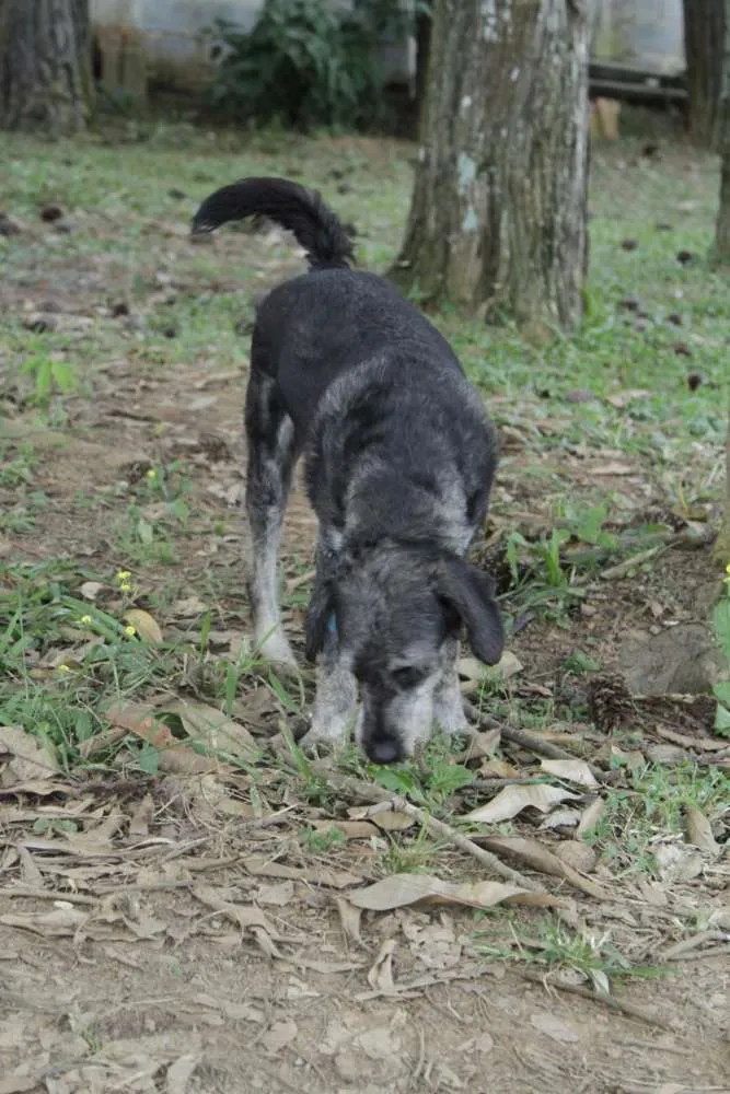 Cachorro raça SRD idade 6 ou mais anos nome SULTÃO, um encanto!