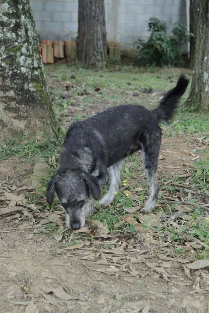 Cachorro raça SRD idade 6 ou mais anos nome SULTÃO, um encanto!