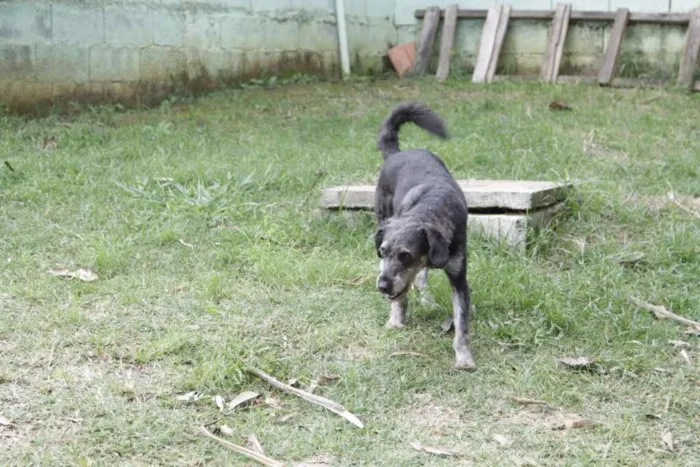 Cachorro raça SRD idade 6 ou mais anos nome SULTÃO, um encanto!