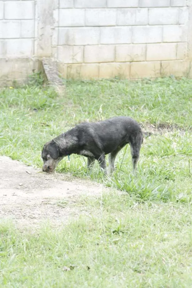 Cachorro raça SRD idade 6 ou mais anos nome SULTÃO, um encanto!