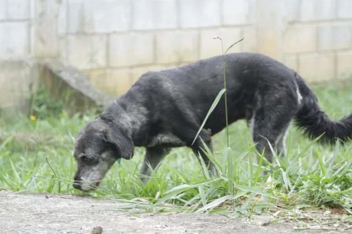 Cachorro raça SRD idade 6 ou mais anos nome SULTÃO, um encanto!