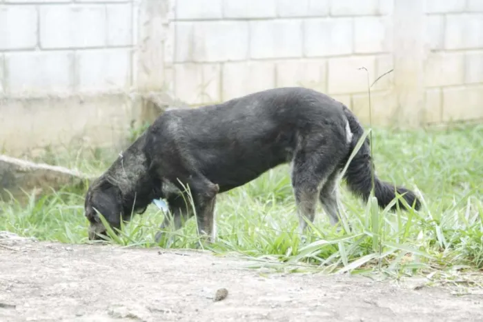 Cachorro raça SRD idade 6 ou mais anos nome SULTÃO, um encanto!