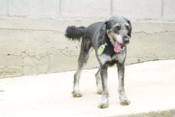 Cachorro raça SRD idade 6 ou mais anos nome SULTÃO, um encanto!