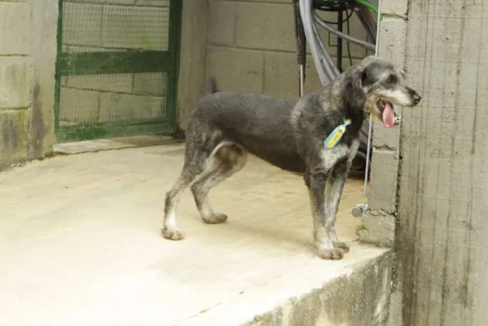 Cachorro raça SRD idade 6 ou mais anos nome SULTÃO, um encanto!