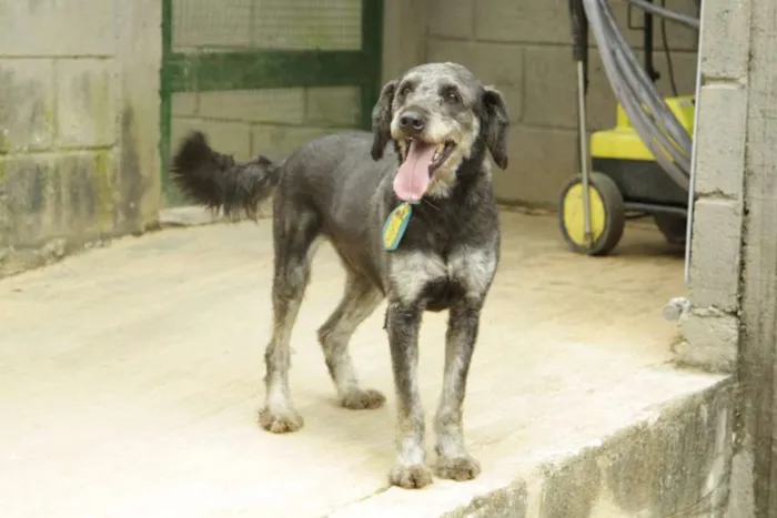 Cachorro raça SRD idade 6 ou mais anos nome SULTÃO, um encanto!