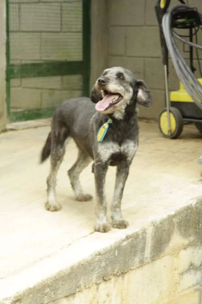 Cachorro raça SRD idade 6 ou mais anos nome SULTÃO, um encanto!