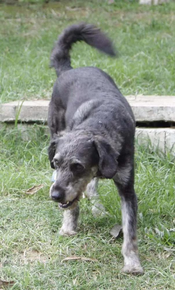 Cachorro raça SRD idade 6 ou mais anos nome SULTÃO, um encanto!