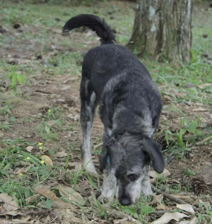 Cachorro raça SRD idade 6 ou mais anos nome SULTÃO, um encanto!
