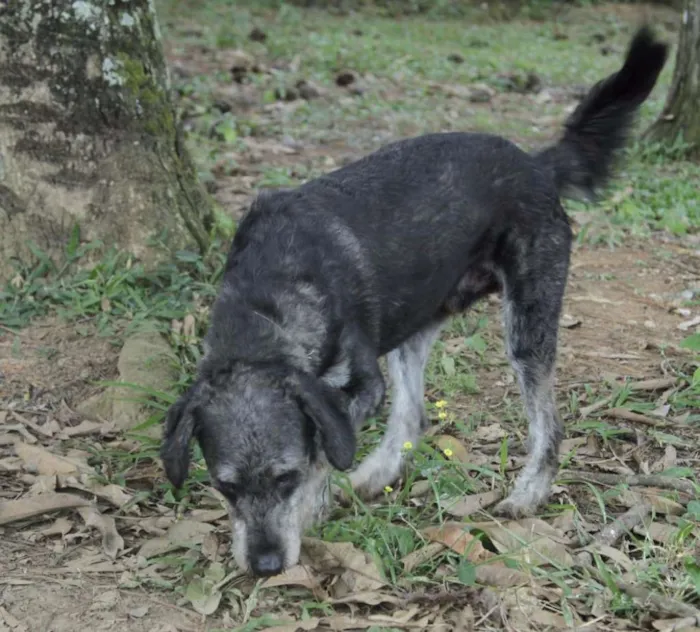 Cachorro raça SRD idade 6 ou mais anos nome SULTÃO, um encanto!