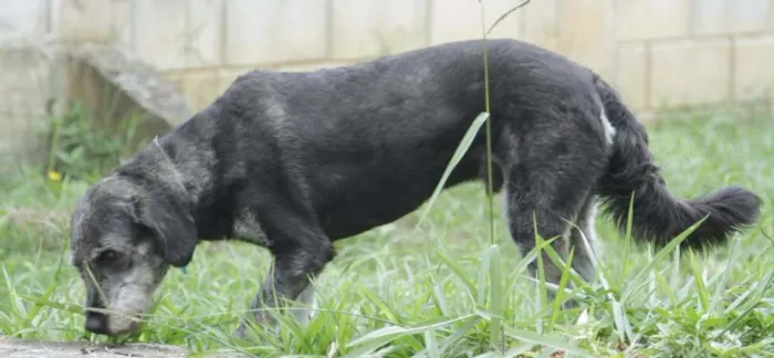 Cachorro raça SRD idade 6 ou mais anos nome SULTÃO, um encanto!