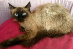 Gato raça SRD idade 7 a 11 meses nome Kayla