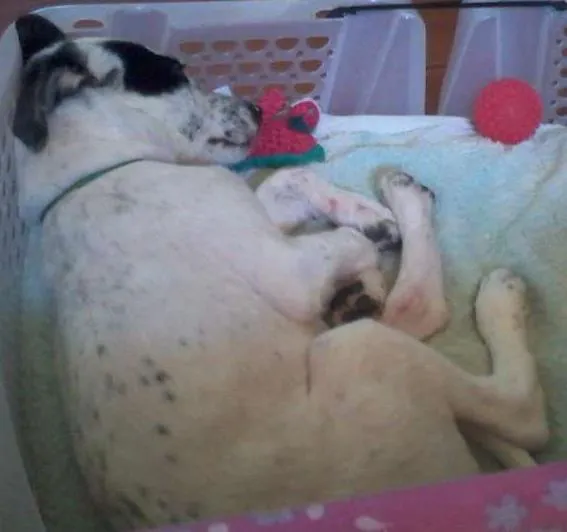 Cachorro ra a srd idade 7 a 11 meses nome branquinho 