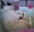 Cachorro raça srd idade 7 a 11 meses nome branquinho 