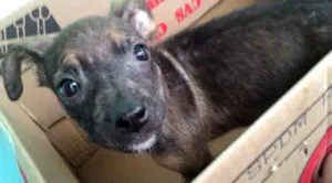 Cachorro raça SRD idade 2 a 6 meses nome Fiona