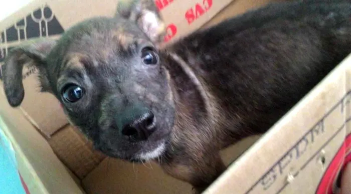 Cachorro ra a SRD idade 2 a 6 meses nome Fiona