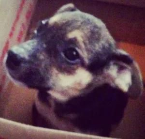 Cachorro raça SRD idade 2 a 6 meses nome Preciosa