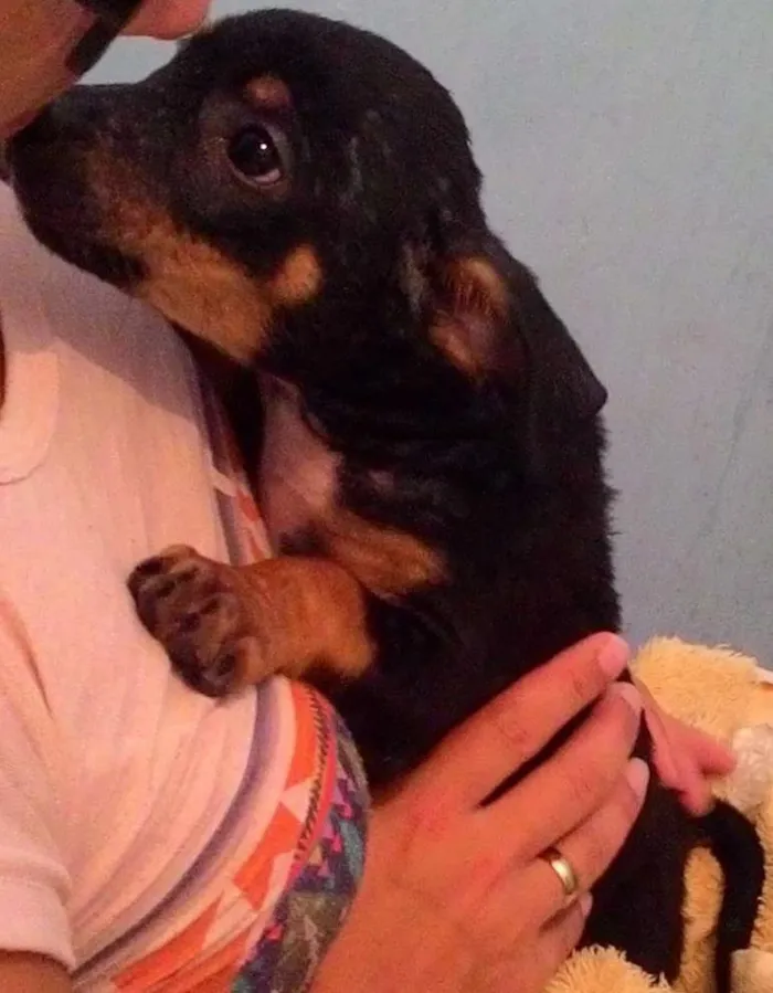 Cachorro ra a SRD idade 2 a 6 meses nome Ayla