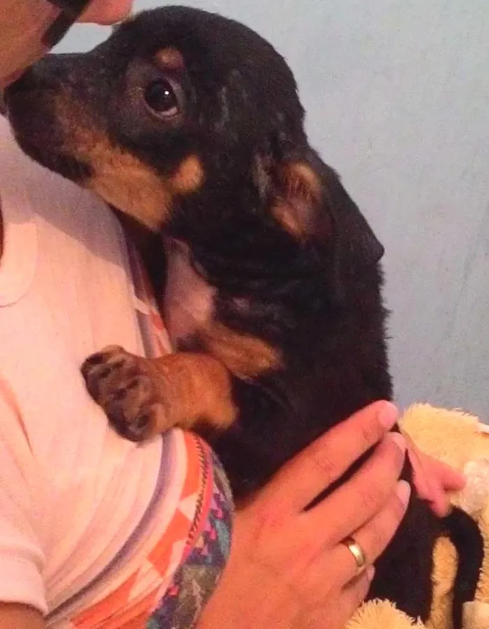 Cachorro ra a SRD idade 2 a 6 meses nome Ayla
