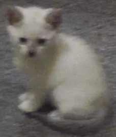 Gato raça Siamês idade Abaixo de 2 meses nome não tem nome ainda
