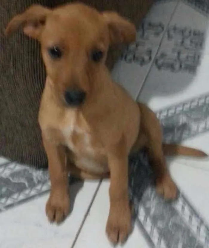 Cachorro ra a Vira Lata idade  nome Sem Nome