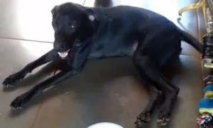 Cachorro raça Viralata idade 7 a 11 meses nome Bruce