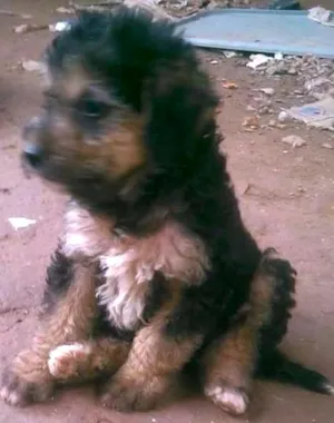 Cachorro raça mestiço idade Abaixo de 2 meses nome spike