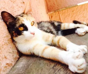 Gato raça SRD idade 7 a 11 meses nome Maila