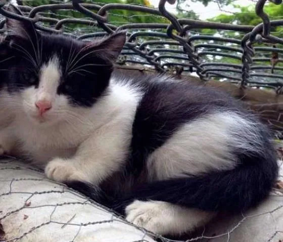 Gato ra a SRD idade  nome Chico e Kiko