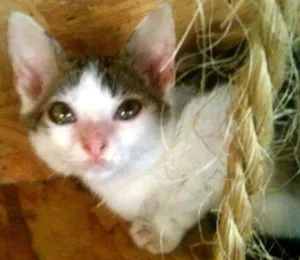 Gato raça SRD idade 2 a 6 meses nome Tiger