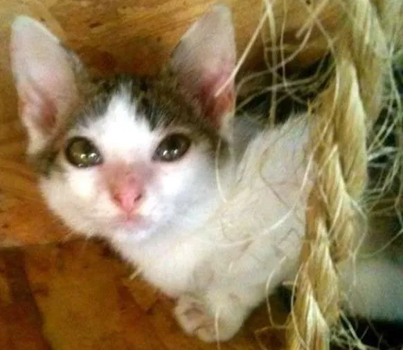 Gato ra a SRD idade 2 a 6 meses nome Tiger