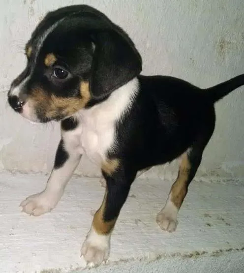 Cachorro ra a Indefinida idade Abaixo de 2 meses nome Sem Nome
