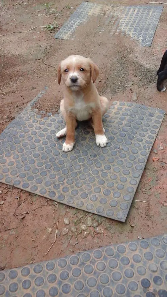 Cachorro ra a  idade Abaixo de 2 meses nome Sem nome definido