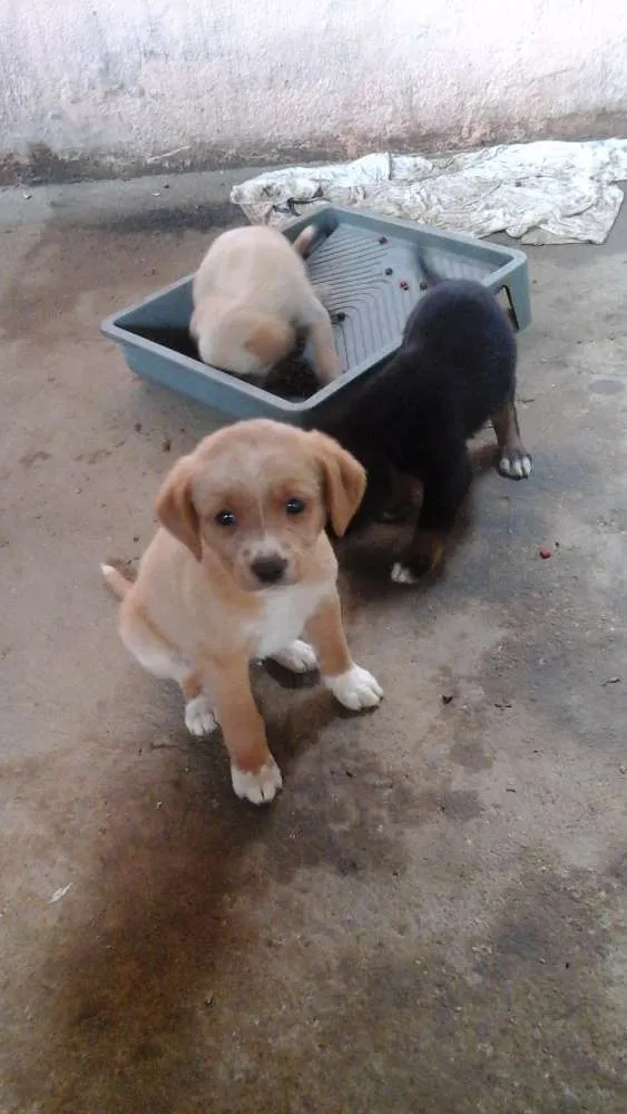 Cachorro ra a  idade Abaixo de 2 meses nome Sem nome definido
