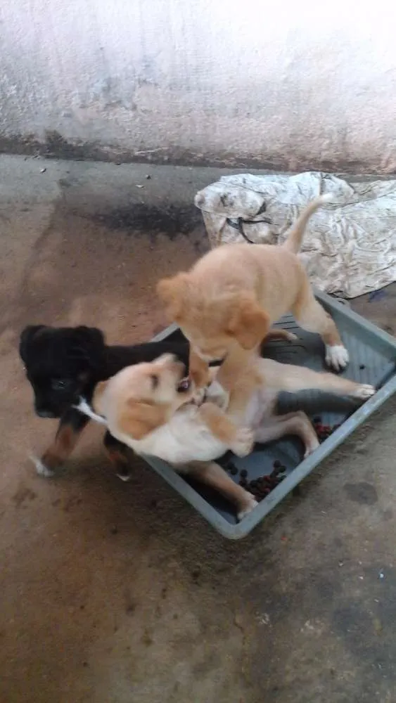 Cachorro ra a  idade Abaixo de 2 meses nome Sem nome definido