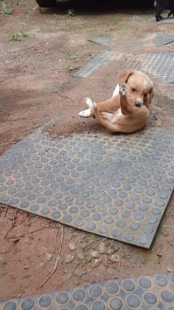 Cachorro ra a  idade Abaixo de 2 meses nome Sem nome definido