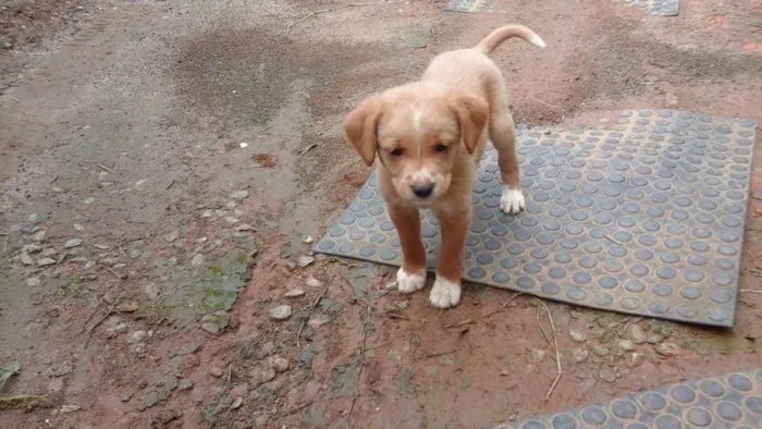 Cachorro ra a  idade Abaixo de 2 meses nome Sem nome definido