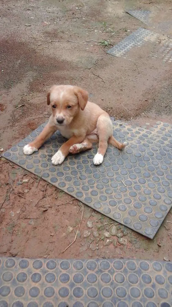 Cachorro ra a  idade Abaixo de 2 meses nome Sem nome definido