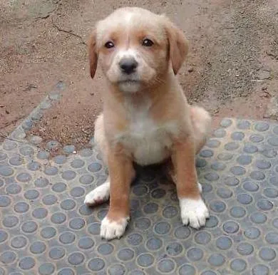 Cachorro ra a  idade Abaixo de 2 meses nome Sem nome definido