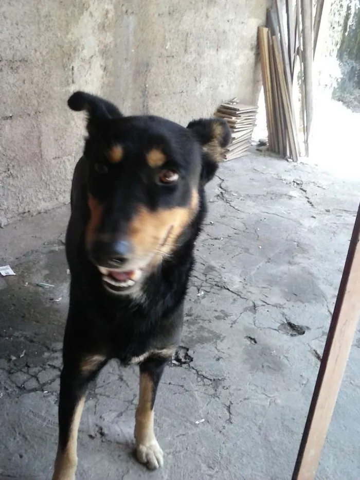 Cachorro ra a Mistiço-pastora idade 3 anos nome Nina