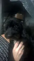 Pretinha