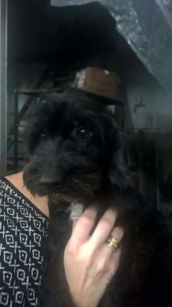 Cachorro ra a SRD idade 2 anos nome Pretinha