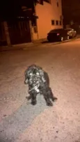 Pretinha