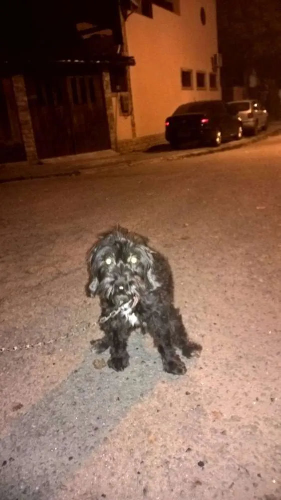Cachorro ra a SRD idade 2 anos nome Pretinha