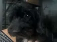 Pretinha