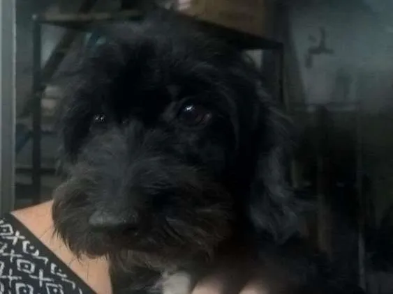 Cachorro ra a SRD idade 2 anos nome Pretinha