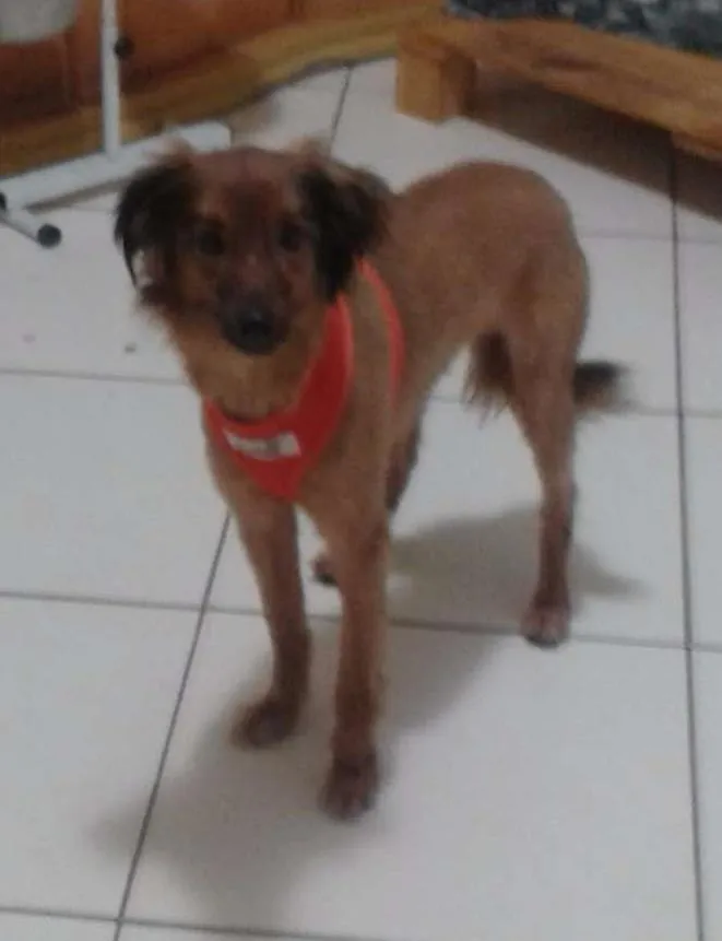 Cachorro ra a SRD idade 2 anos nome Meg